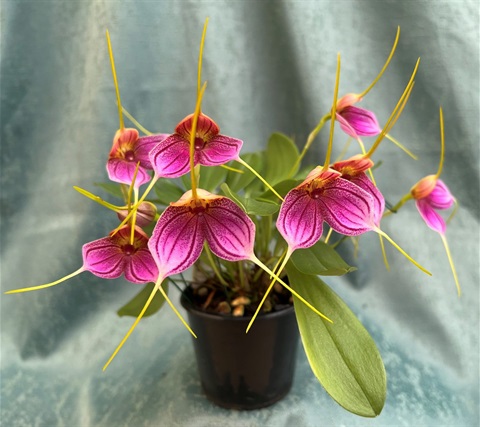 Vic orchid.jpg