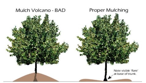 Tree-mulching.jpg