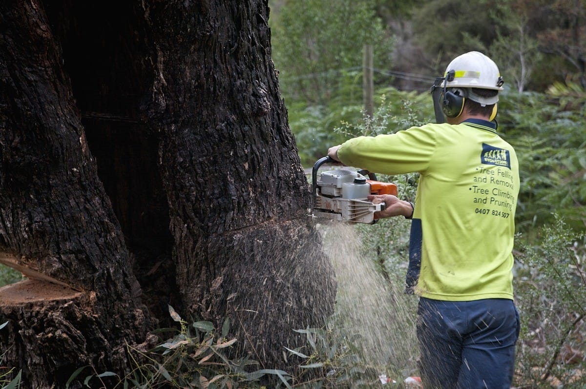 Evolution Tree Surgery