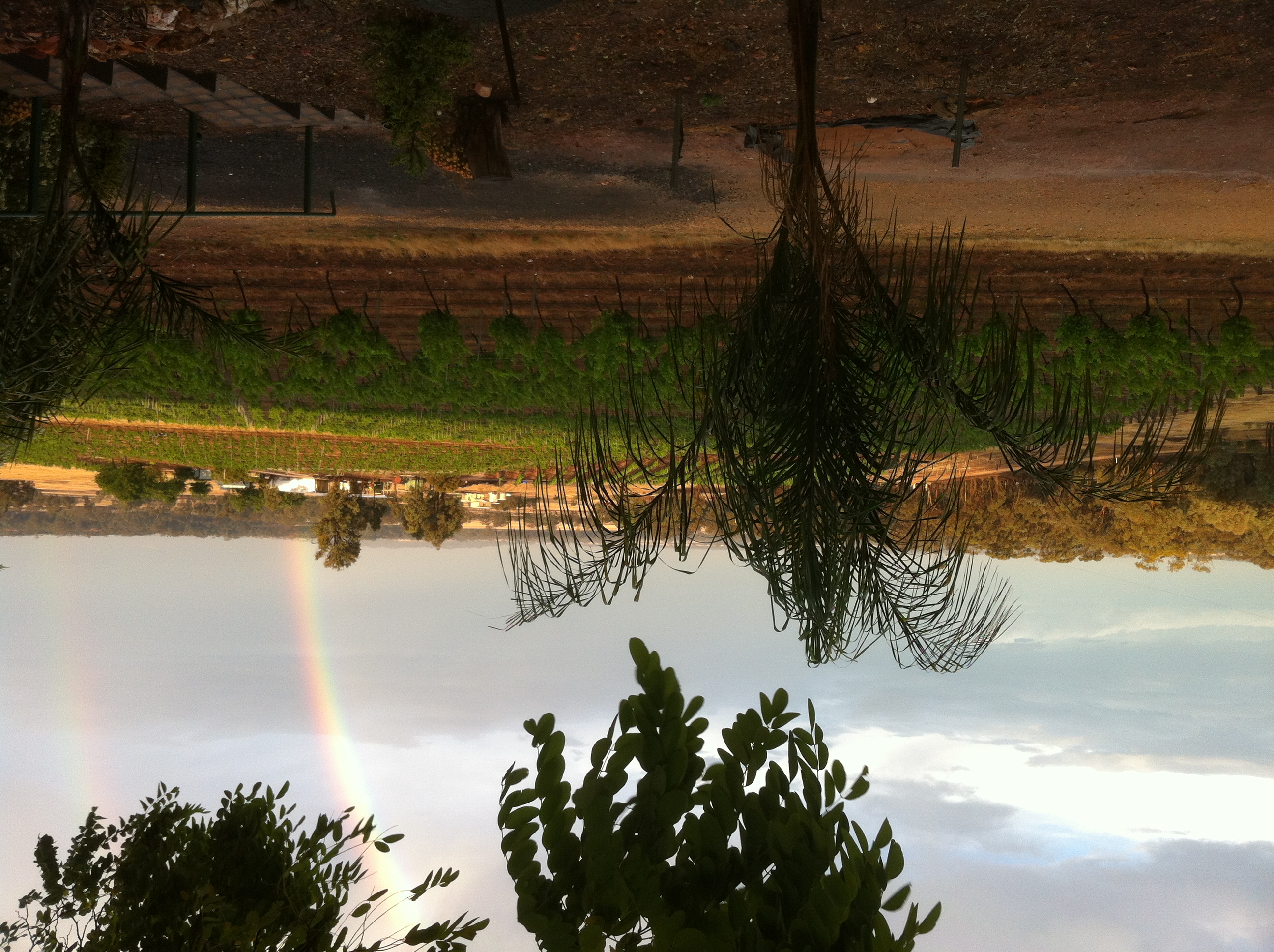 Kara Kara vineyard in Summer.JPG